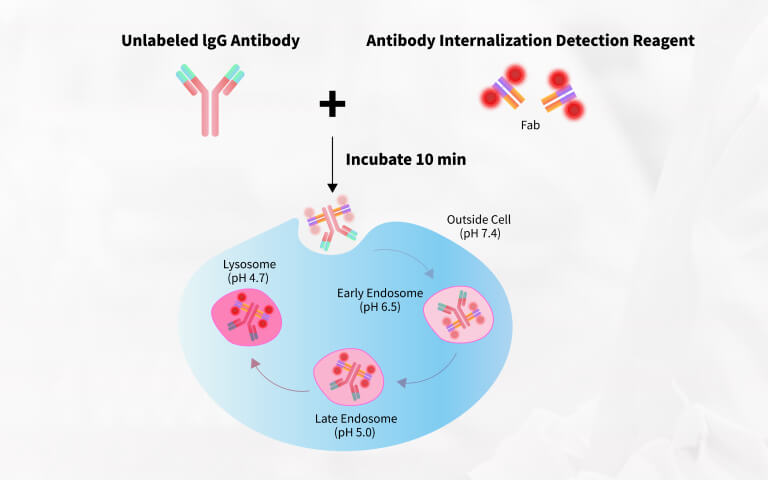 Core Reagent for ADC Internalization Assay:Unveiling the Cellular Internalization Process via pH-Sensitive Dye Detection